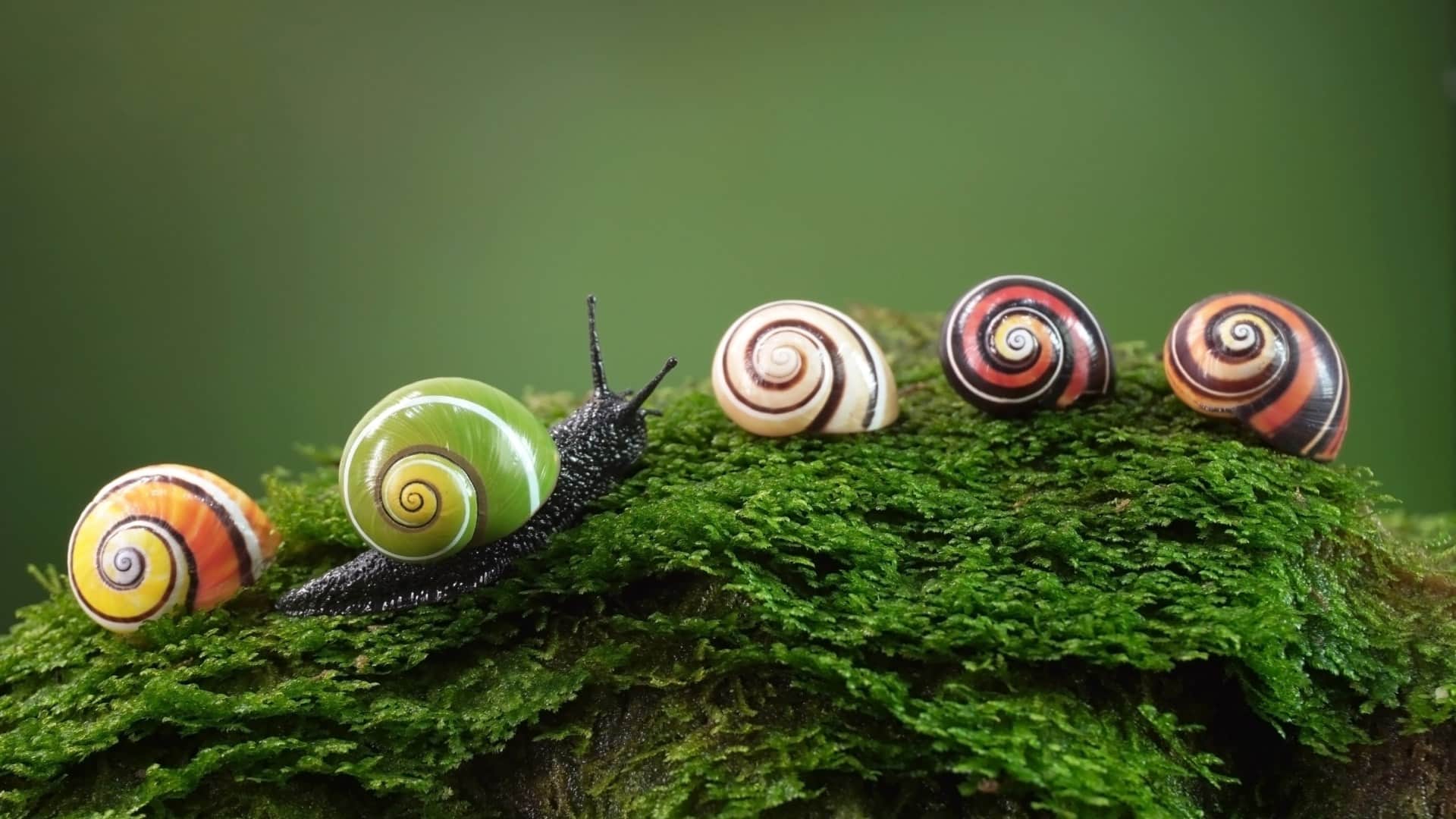 Lenglin snail race A Taiwanese town embraces a slow pace of life through a snail race