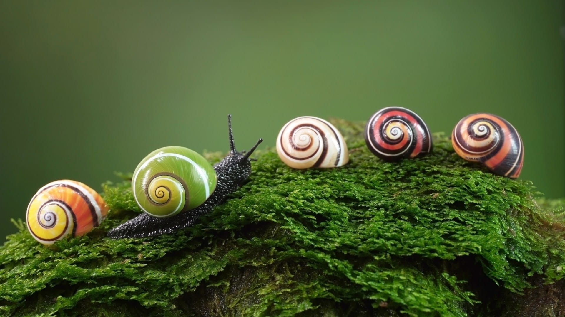 Lenglin snail race A Taiwanese town embraces a slow pace of life through a snail race
