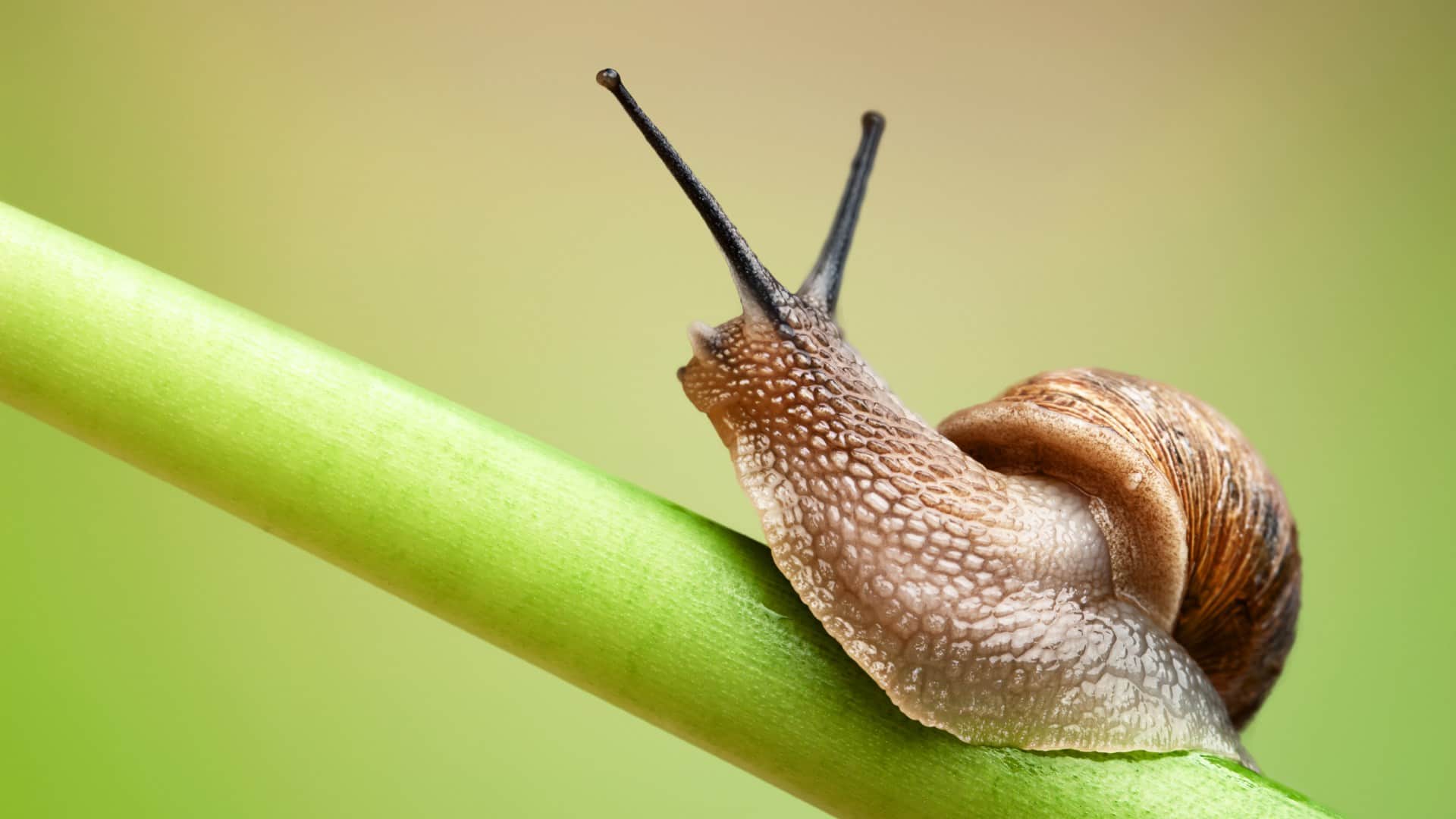 Lenglin snail race A Taiwanese town embraces a slow pace of life through a snail race