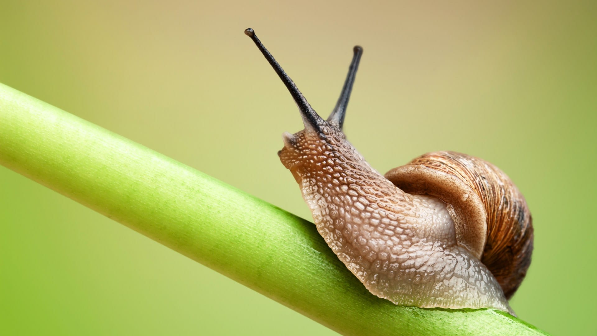 Lenglin snail race A Taiwanese town embraces a slow pace of life through a snail race