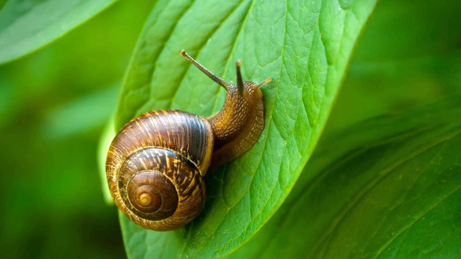 Lenglin snail race A Taiwanese town embraces a slow pace of life through a snail race
