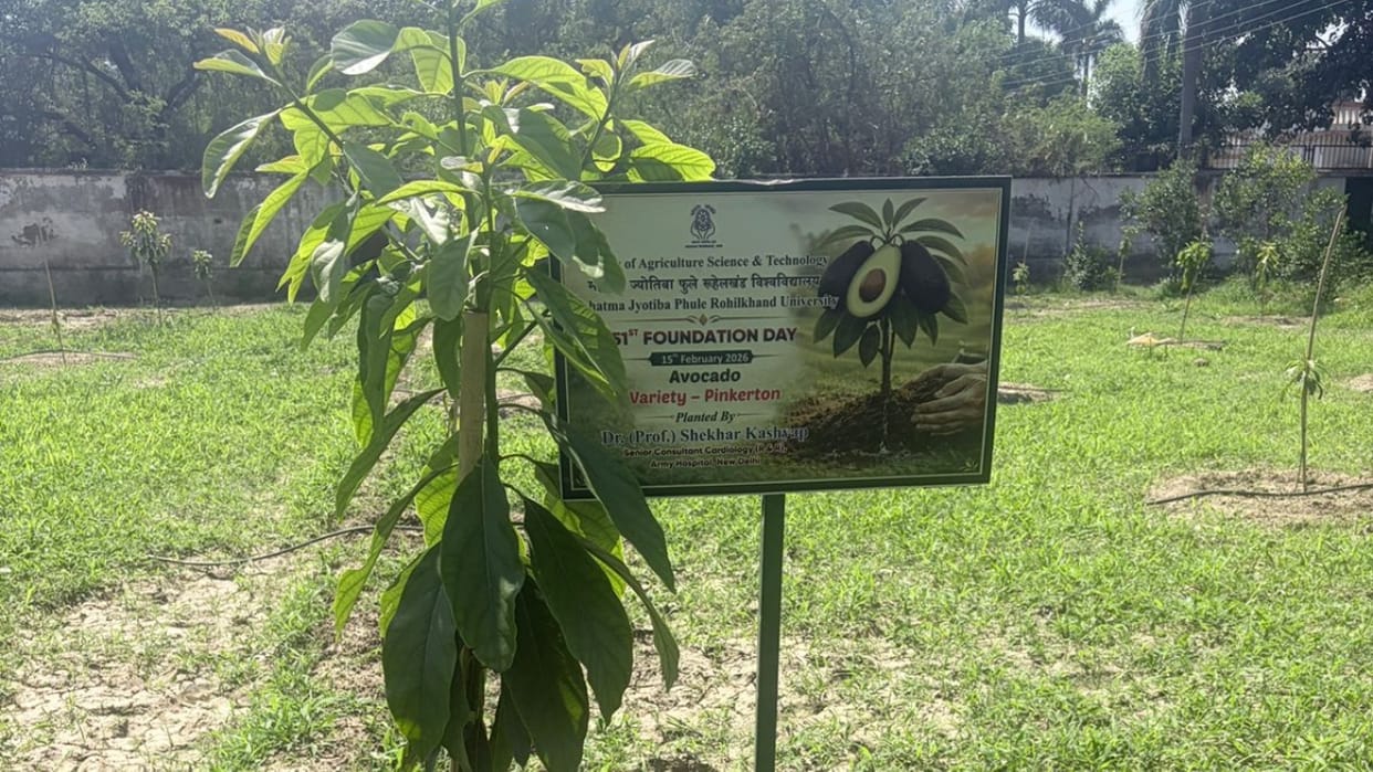 Avocado garden developed in Rohilkhand University campus in Bareilly