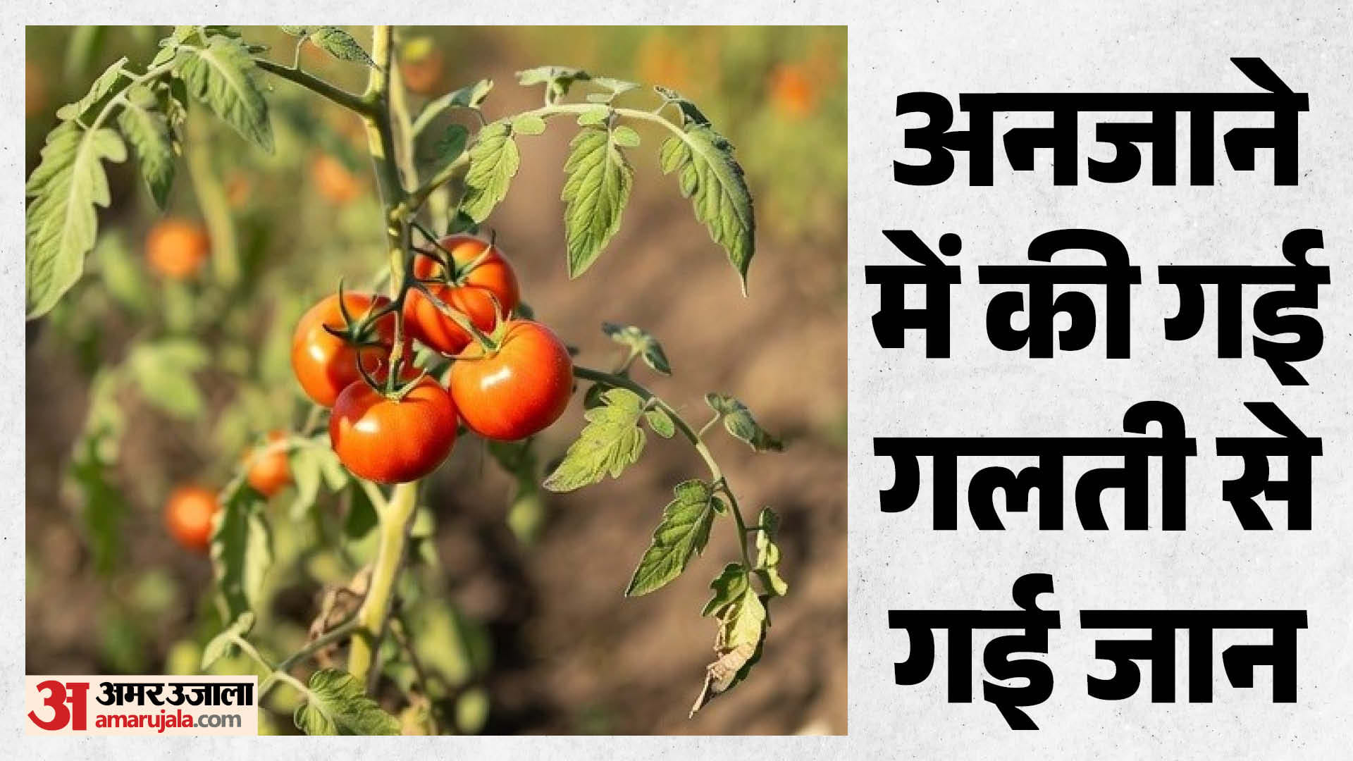 टमाटर खाने के हुई मौत