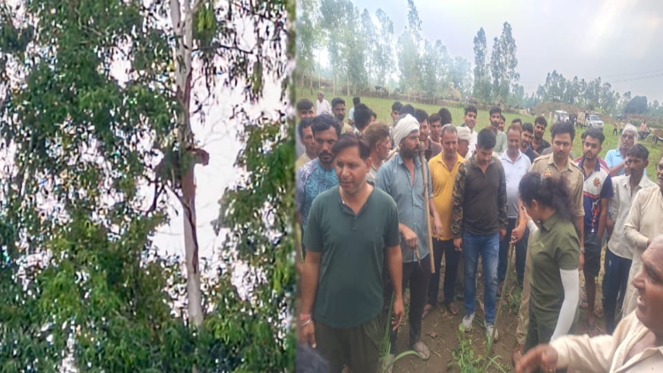 Leopard Spotted on Eucalyptus Tree in Bahsuma Village, Panic Among Villagers