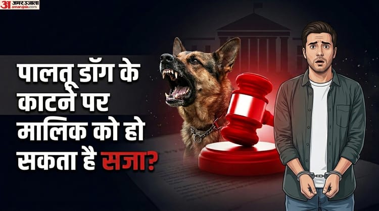 Dog Lover ध्यान दें: पालतू कुत्ता किसी को काट ले तो क्या मालिक को जेल हो सकती है? नियम जान लें