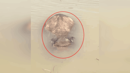 carcass of elephant calf found at Ghoghra Dam in Raigarh news