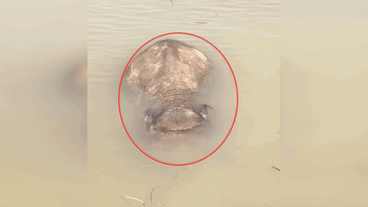 carcass of elephant calf found at Ghoghra Dam in Raigarh news