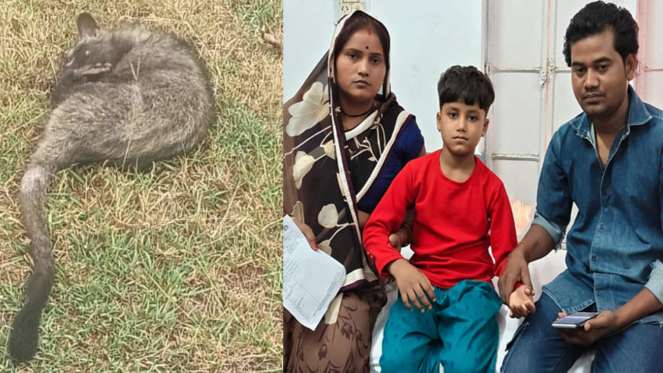 Jalaun: Civet Cat Attacks Sleeping Child on Second Floor; Locals Capture It in Net and Release It into Forest