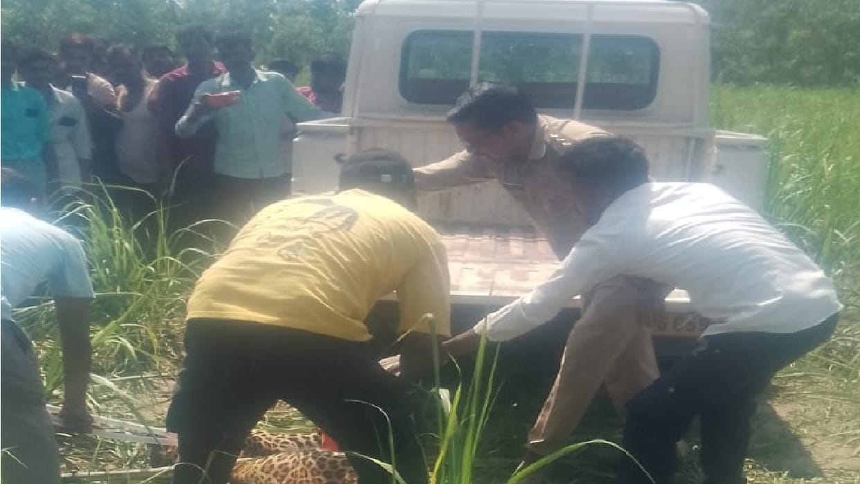 Leopard attacks four villagers working in fields in Pilibhit