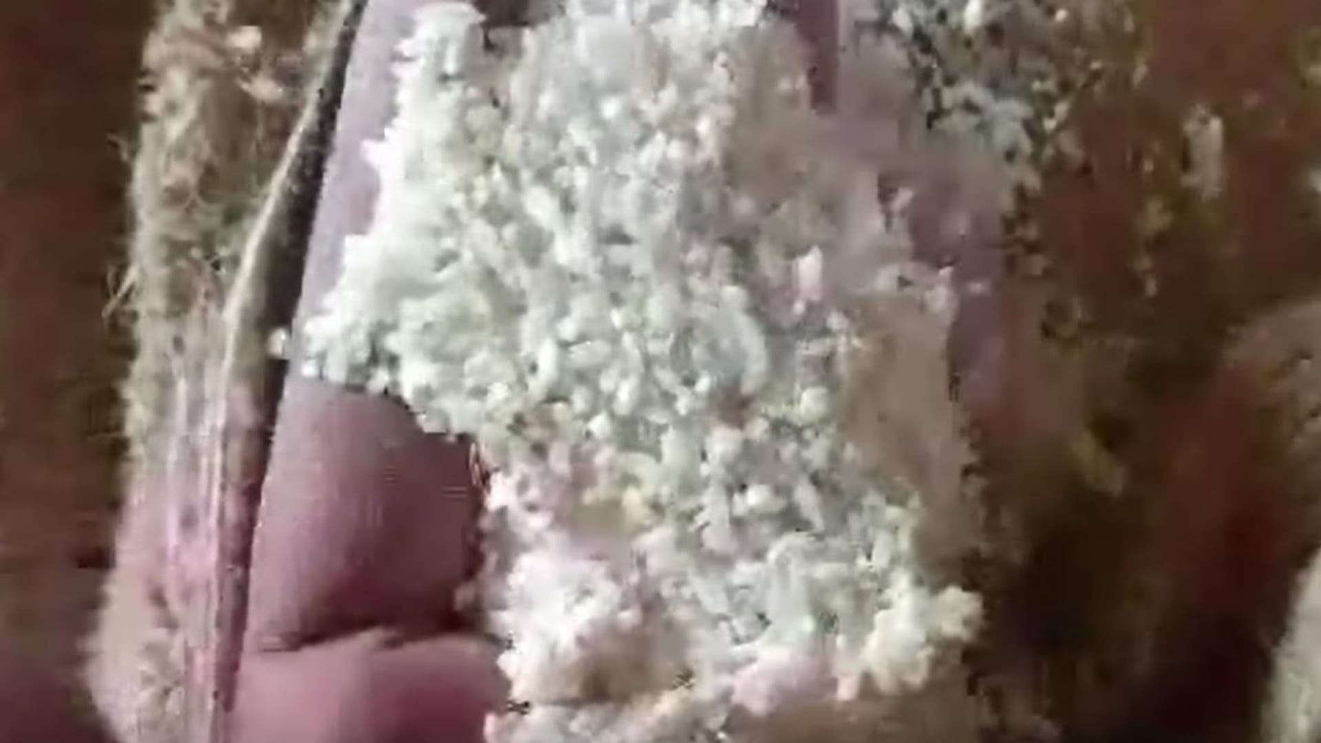 Burhanpur News: Villagers Protest Over Rotten Rice in Free Ration, Allege Foul Smell and Insect Infestation