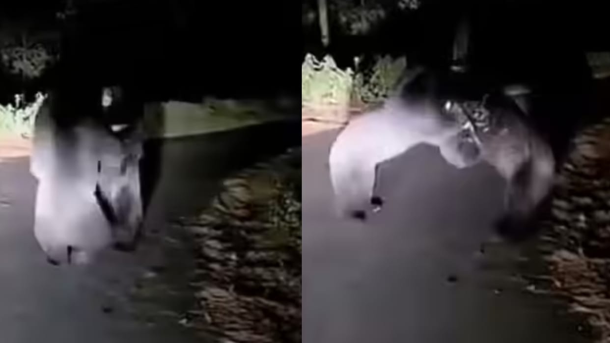 Two Himalayan Black Bears Fighting Video From Thal Didihat Pithoragarh Getting Viral