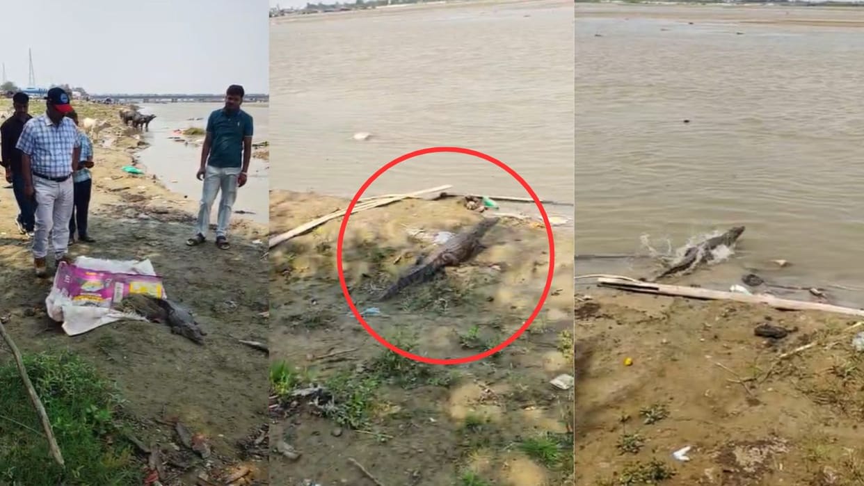 forest department team rescued crocodile from pond and released it safely into Ganga In Hapur