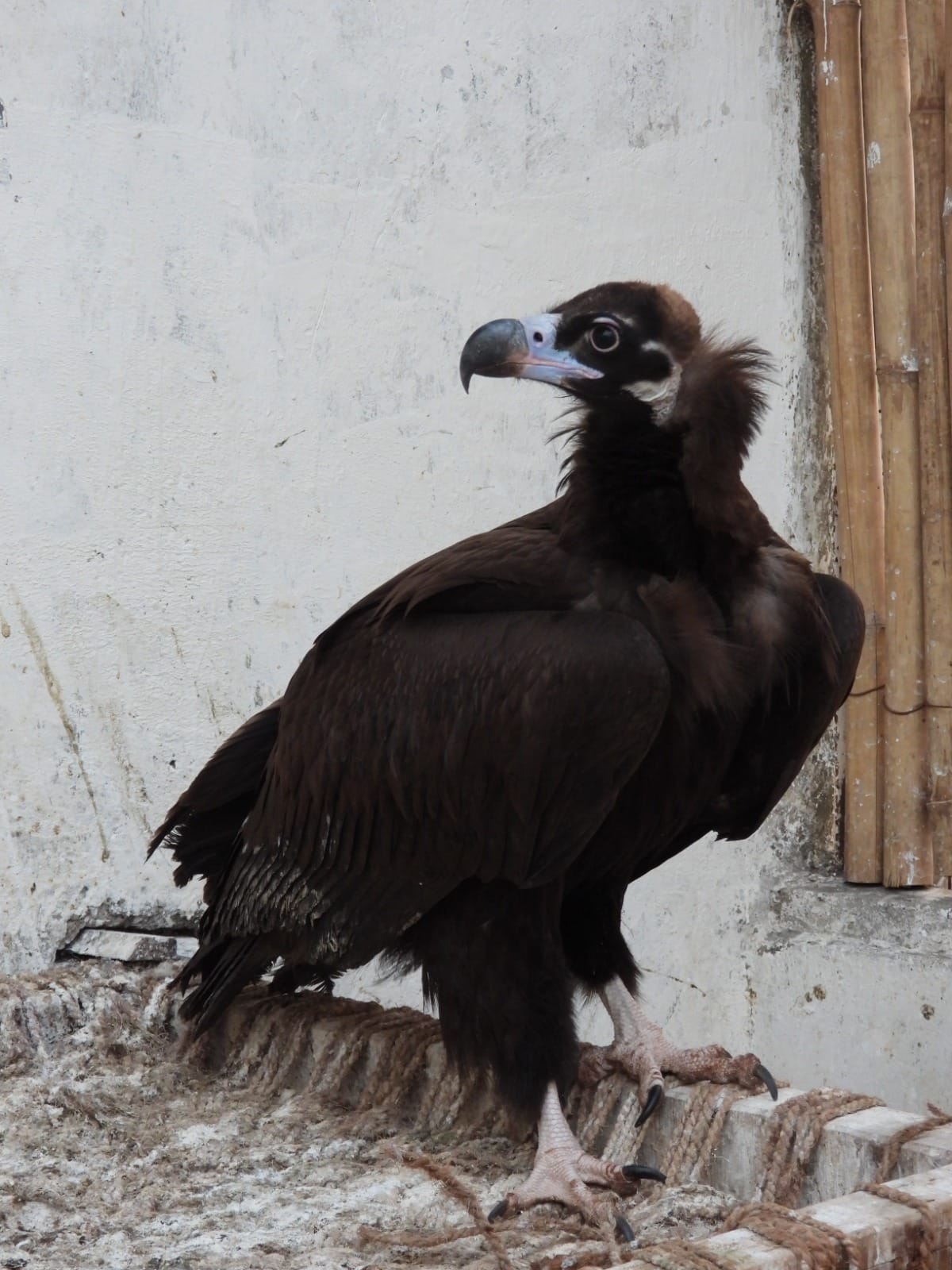 MP News: Vulture from Bhopal Reaches Uzbekistan; Crosses Three Countries in 24 Days; Took Flight from Halali D