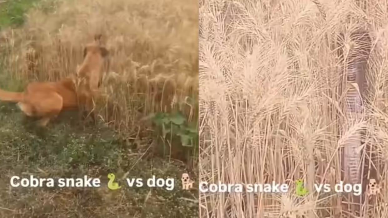 Dog Cobra Face Off Inside Bush Field Video Goes Viral