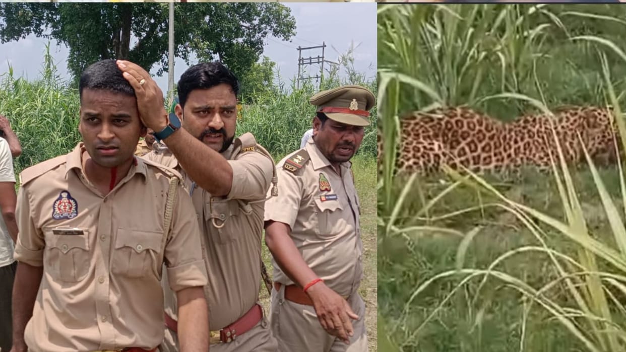 Kushinagar Leopard Caught After 15 Hours, Police Lathicharge to Control Crowd.