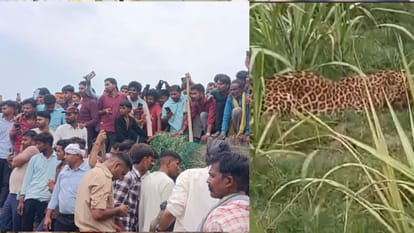 Kushinagar Leopard Caught After 15 Hours, Police Lathicharge to Control Crowd.