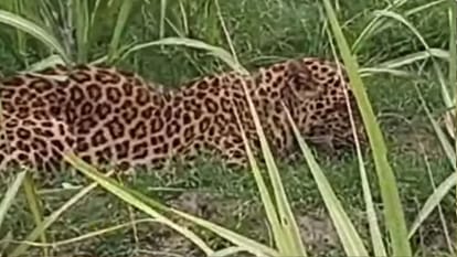 Kushinagar Leopard Caught After 15 Hours, Police Lathicharge to Control Crowd.