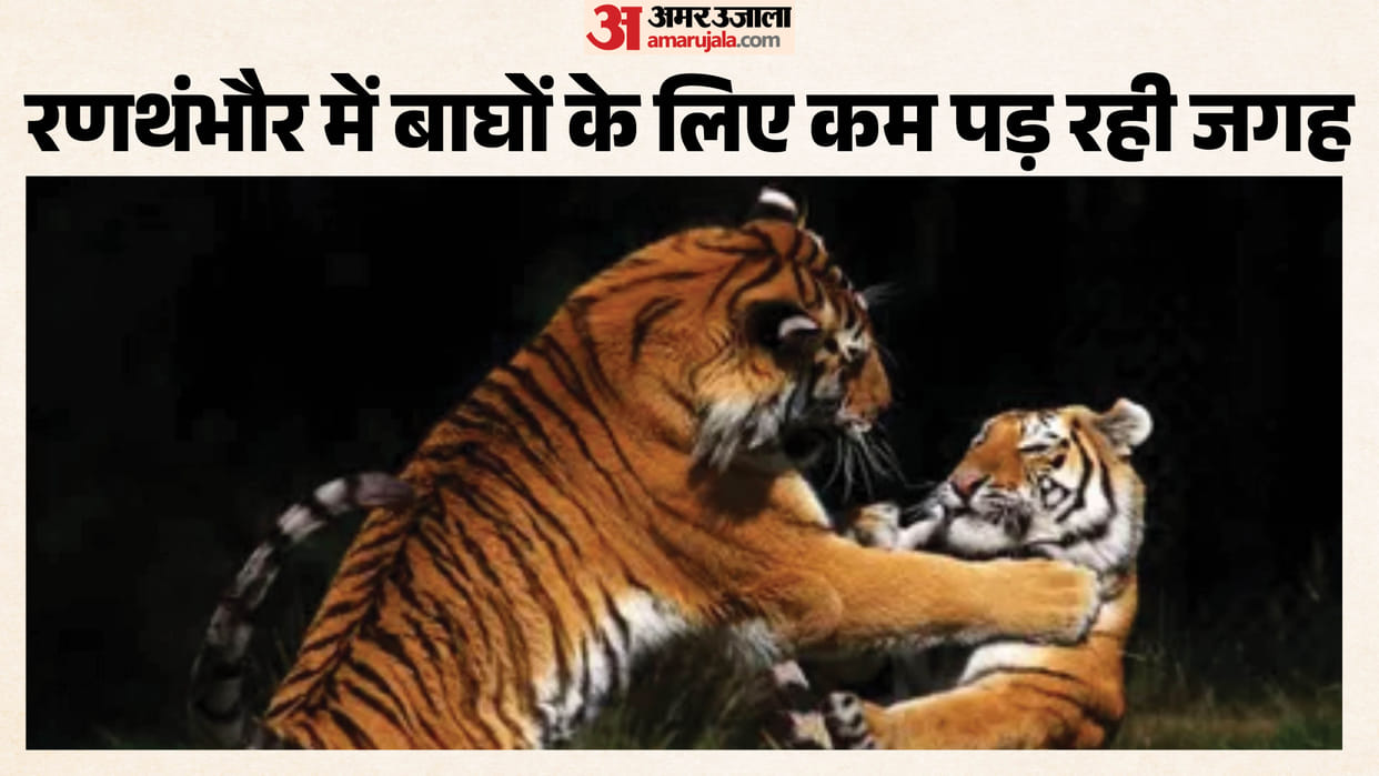 bloody struggle for territory and tigresses Ranthambore tiger reserve claimed lives of nine tigers nine years