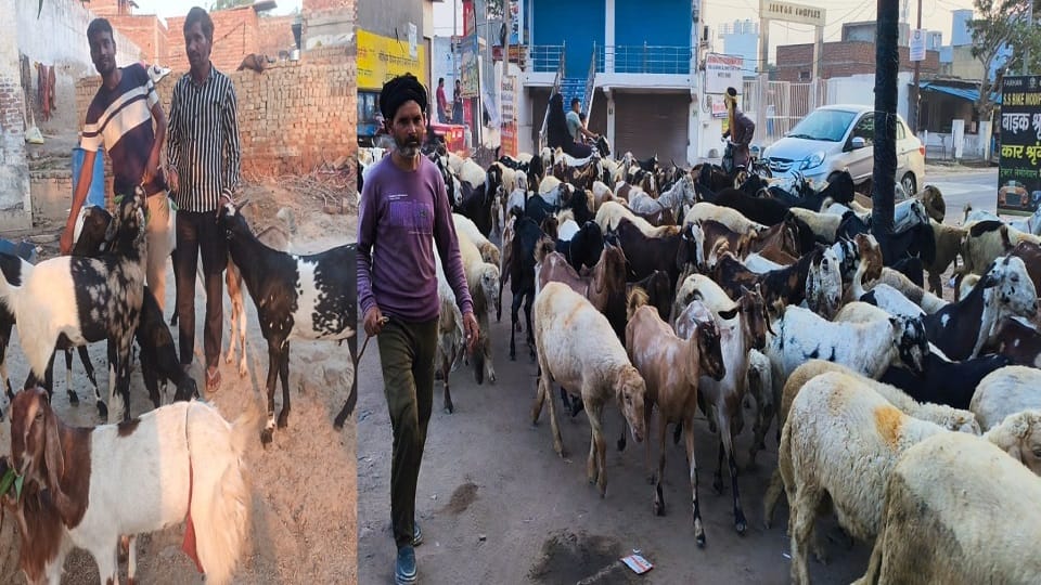 Aligarh goats for sacrifice