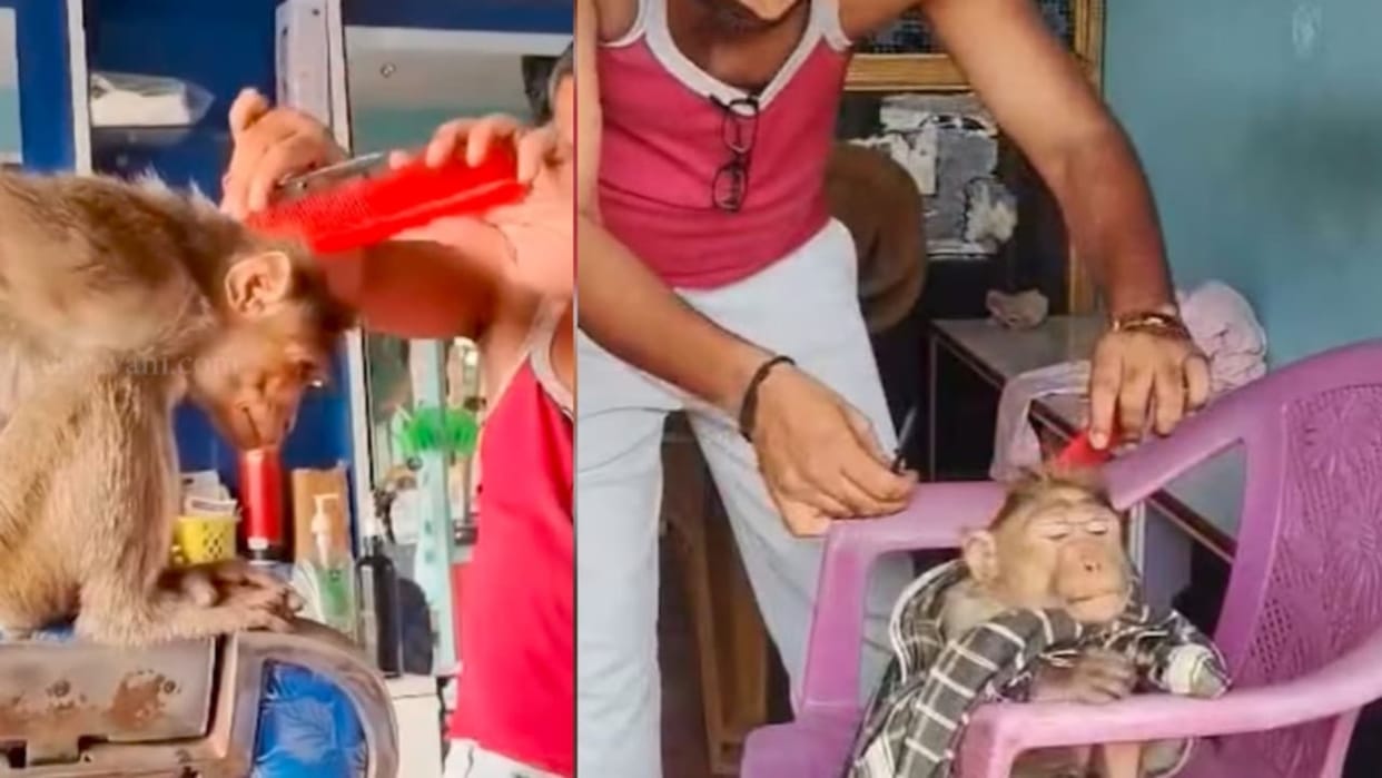 Monkey Gets Haircut At Karnataka Salon Video Goes Viral Trending Video