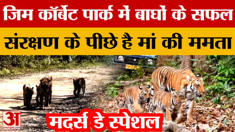 Mother’s Day Special: जिम कॉर्बेट पार्क में बाघों के सफल संरक्षण के पीछे है मां की ममता | Jim Corbett