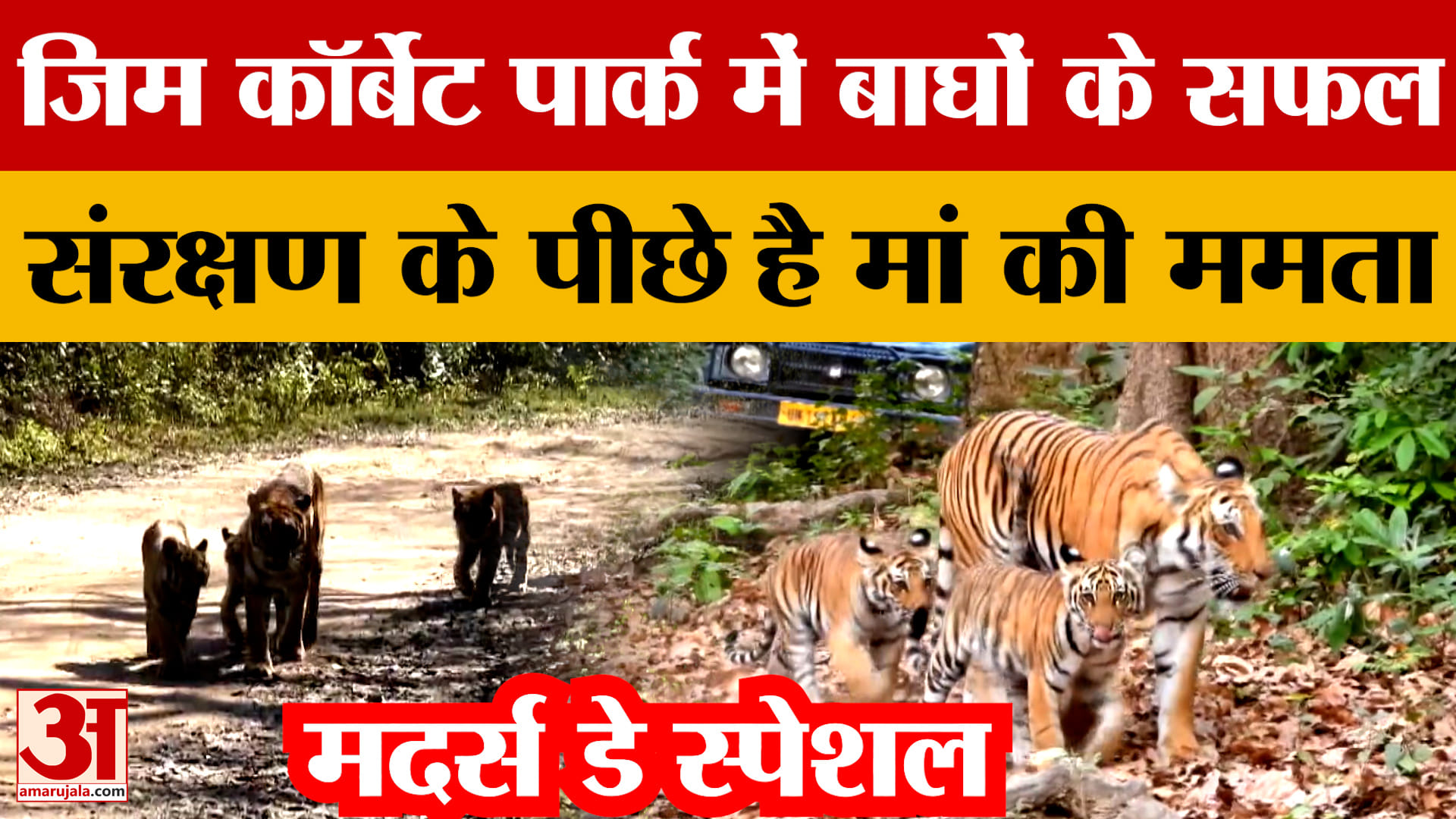 Mother’s Day Special: जिम कॉर्बेट पार्क में बाघों के सफल संरक्षण के पीछे है मां की ममता |Jim Corbett