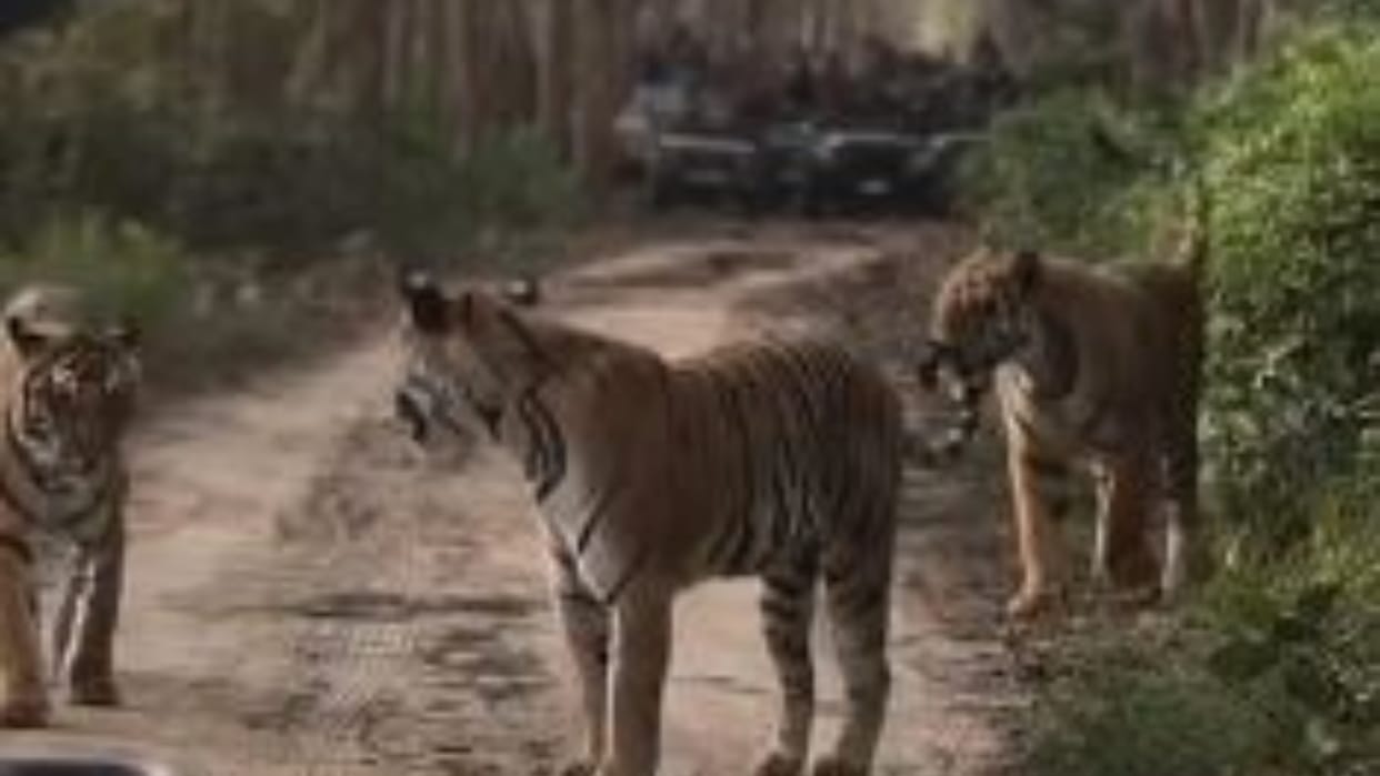 Tourists thrilled to spot a tiger in Dudhwa