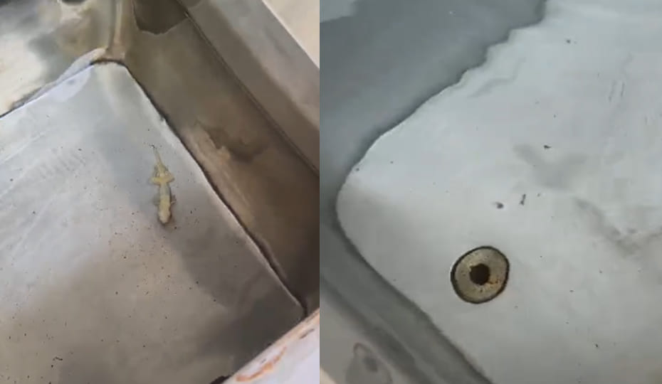 Kanpur: Dead Lizard and Insects Found in HBTU Hostel Water Cooler