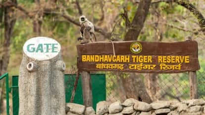 Tiger Found Dead After Suspected Territorial Fight in Bandhavgarh Tiger Reserve
