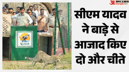 MP News CM Mohan Yadav To Release Two Female Cheetas in Kuno Setting New Records in Project Cheetah