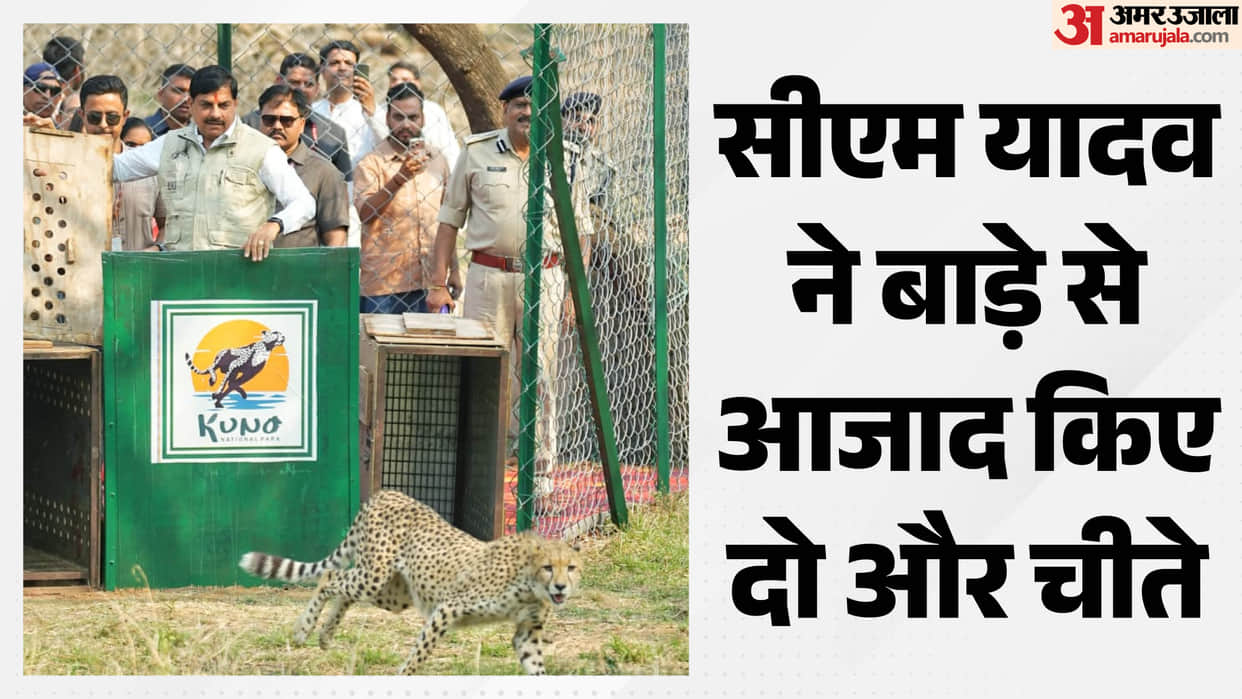 MP News CM Mohan Yadav To Release Two Female Cheetas in Kuno Setting New Records in Project Cheetah