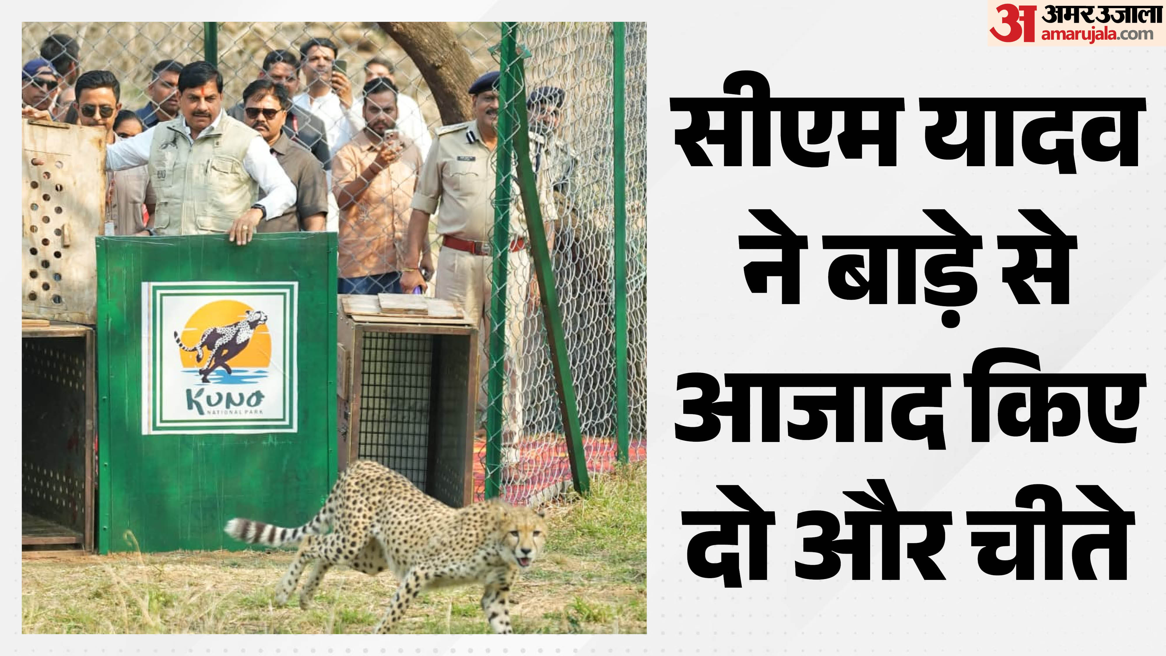 बाड़े से आजाद हुए दो और चीते