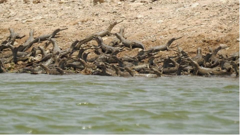 Chambal Emerges as a Safe Haven for Endangered Species From Gharials to Civet Cats