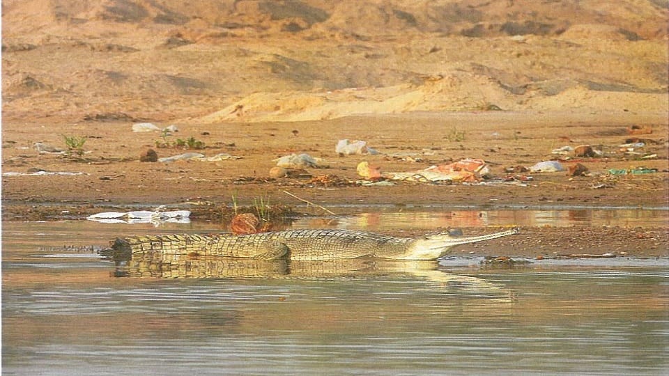 Supreme Court Panel Recommends Strict Action Against Illegal Mining in Chambal