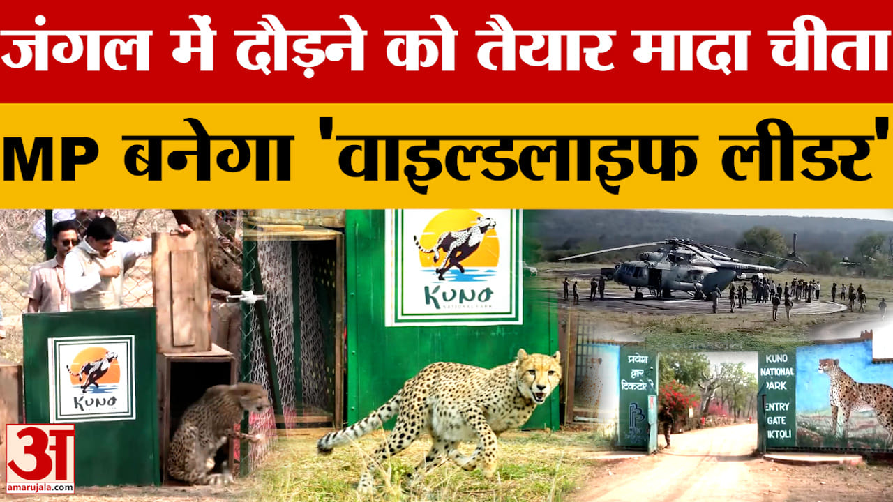 Kuno से आजाद हुए दो और चीते, CM Yadav यादव बोले- 'Project Cheetah' में रोज कीर्तिमान रच रहा MP