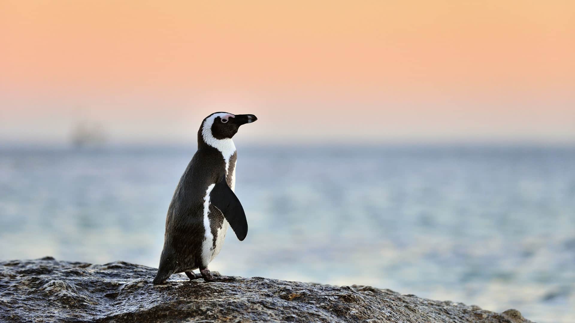 Every year the Penguin came from 8000 km away to meet the man who saved his life Brazil story