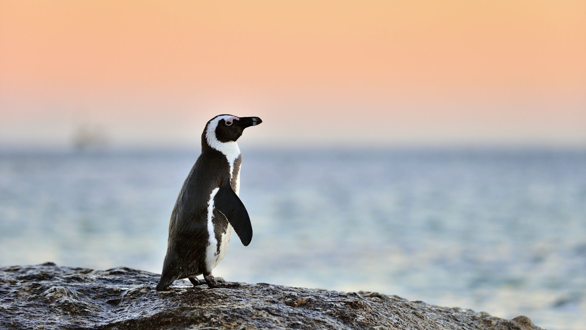 Every year the Penguin came from 8000 km away to meet the man who saved his life Brazil story