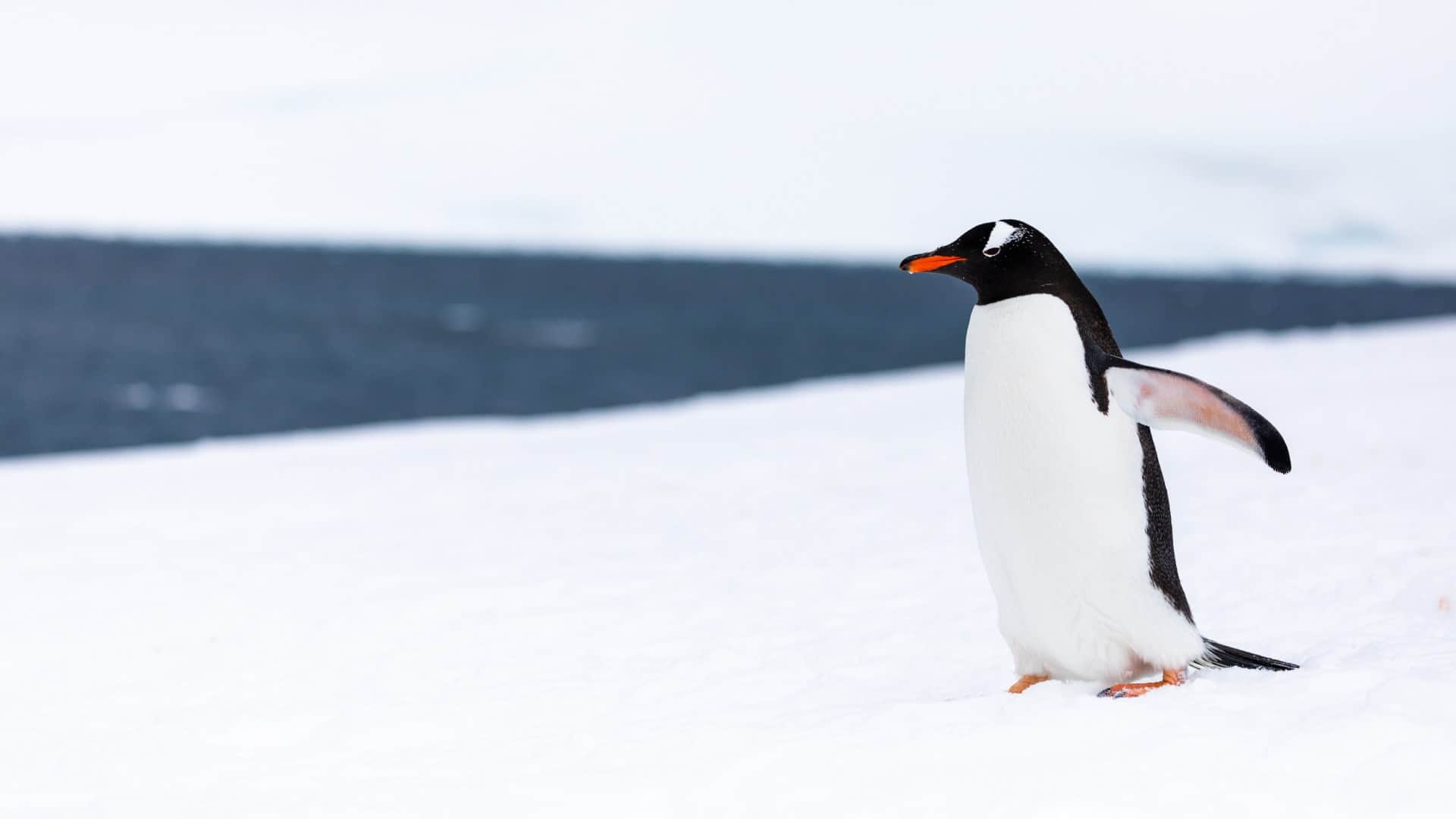 Every year the Penguin came from 8000 km away to meet the man who saved his life Brazil story