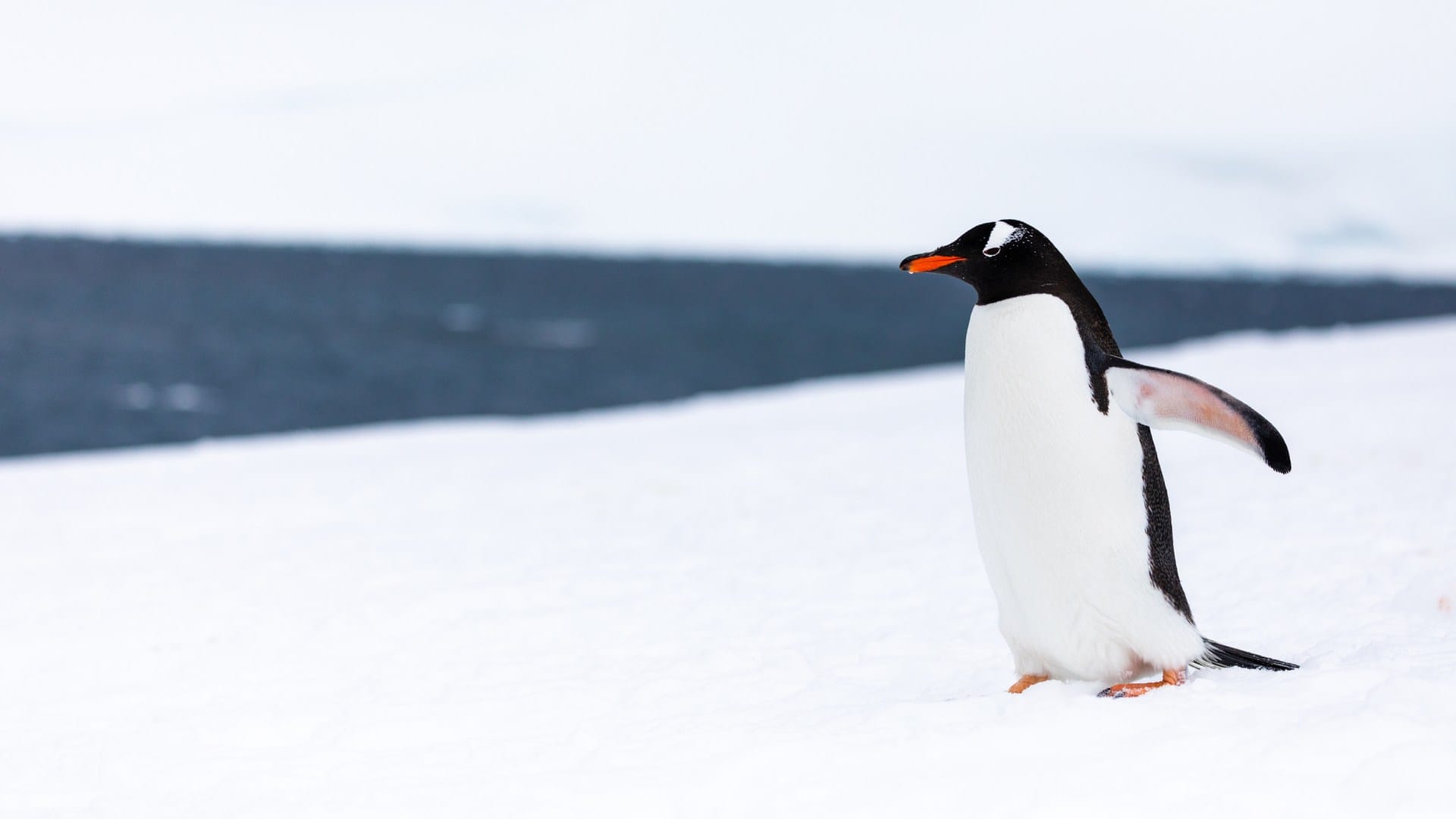 Every year the Penguin came from 8000 km away to meet the man who saved his life Brazil story