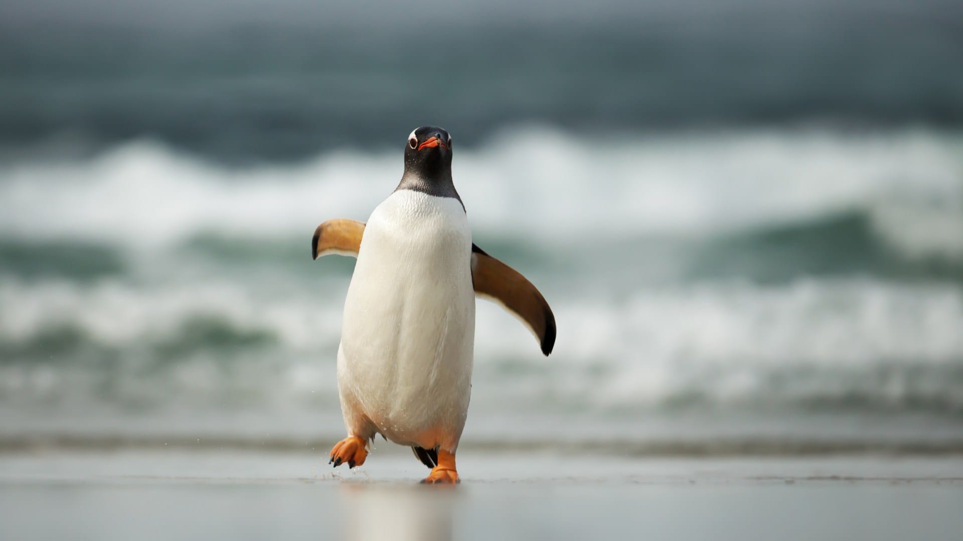 Every year the Penguin came from 8000 km away to meet the man who saved his life Brazil story