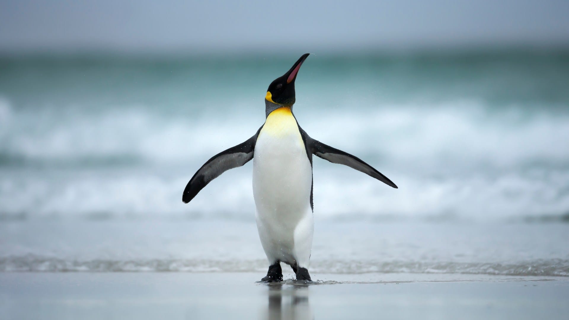 Every year the Penguin came from 8000 km away to meet the man who saved his life Brazil story