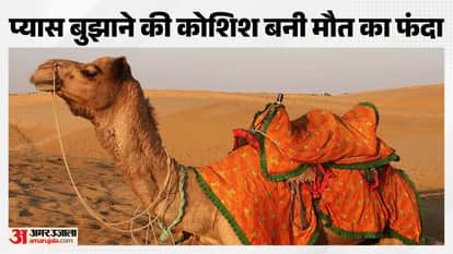 rajasthan water crisis camel death balotra samdari heatwave animal thirst news
