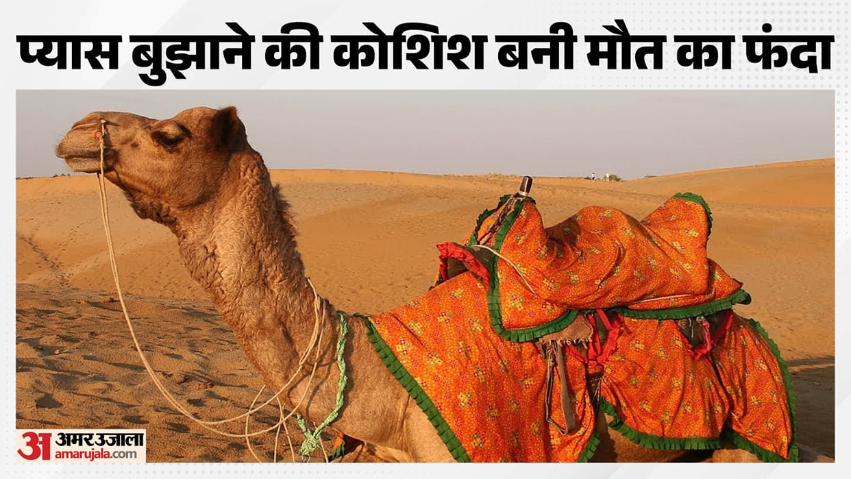 rajasthan water crisis camel death balotra samdari heatwave animal thirst news