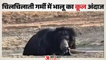 Sawai Madhopur News: Bear Beats Scorching Heat with ‘Pool Party’, Tourists Thrilled Watching Water Play Video