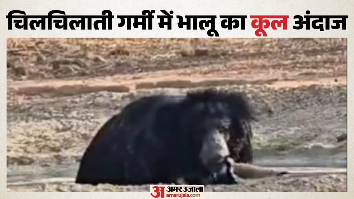 Sawai Madhopur News: Bear Beats Scorching Heat with ‘Pool Party’, Tourists Thrilled Watching Water Play Video