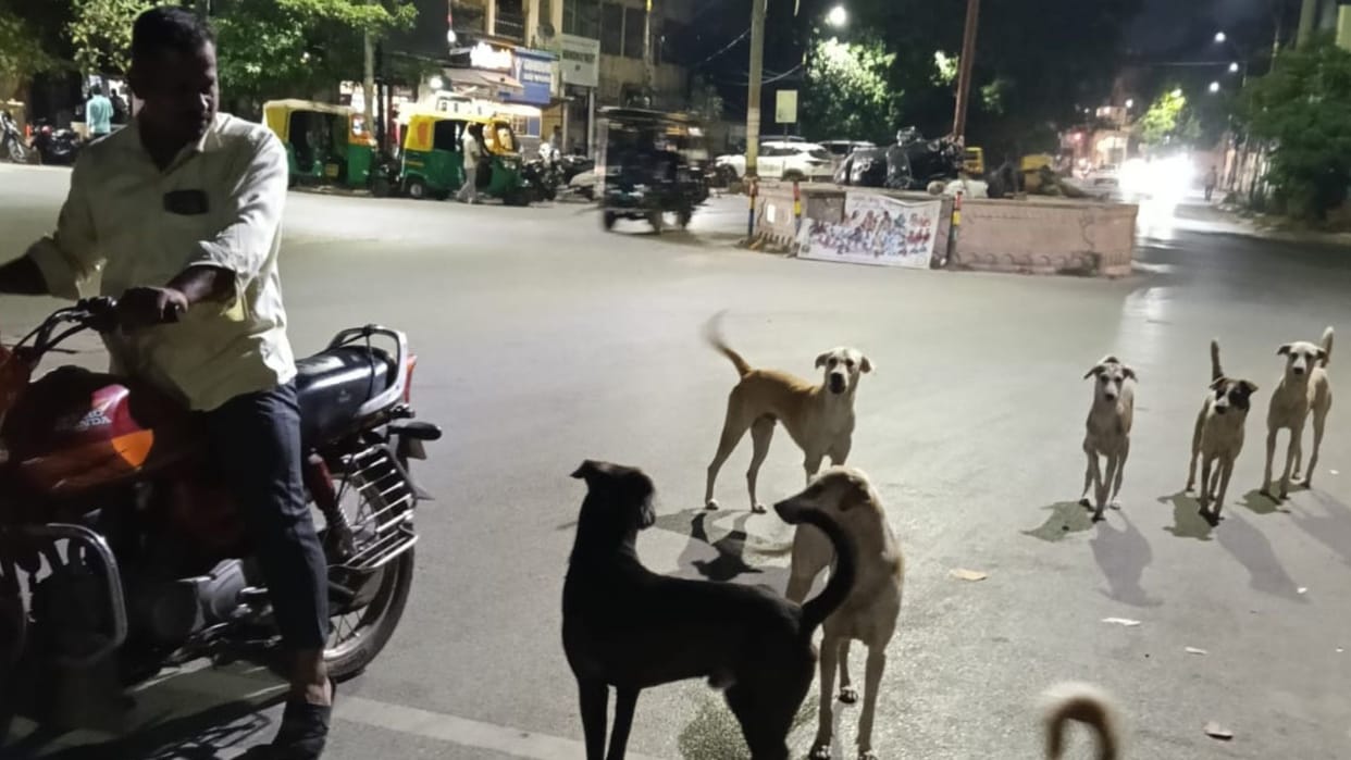 Dog Terror Bite 3000 People in one Month 27 Suffer Fractures While Fleeing in Fear Nighttime Gripped Panic