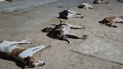 Dog Terror Bite 3000 People in one Month 27 Suffer Fractures While Fleeing in Fear Nighttime Gripped Panic