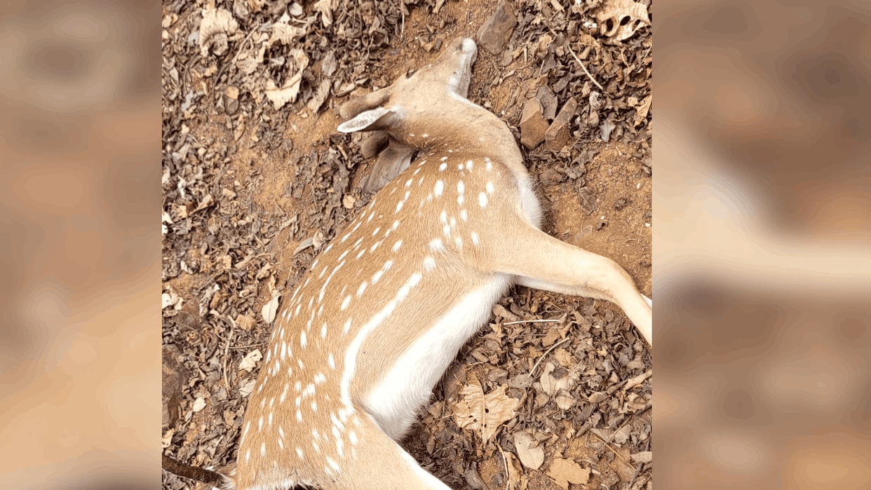 Seven chitals have died in Raigarh over past nine months due to attacks by stray dogs