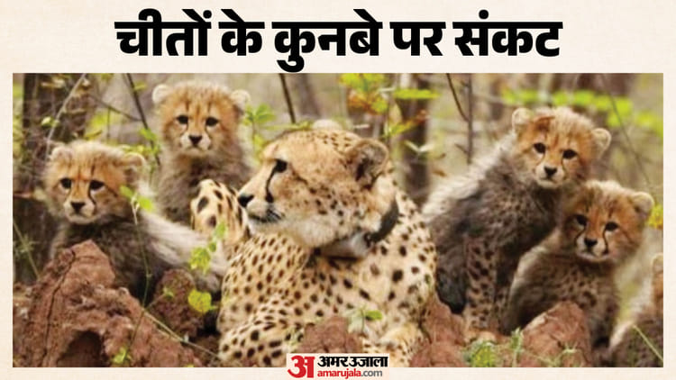 MP: कूनो के जंगल में चार चीता शावक मृत मिले, एक महीने में उजड़ गया कुनबा; बच्चों को किसने बनाया शिकार?
