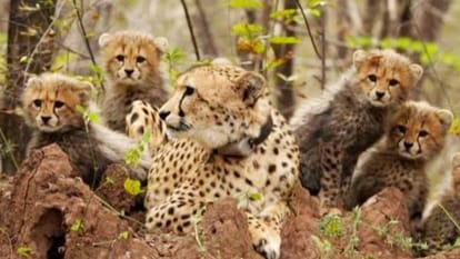 MP News Four Cheetah Cubs Found Dead in Kuno Forest, Know Cause Of Death Details in Hindi